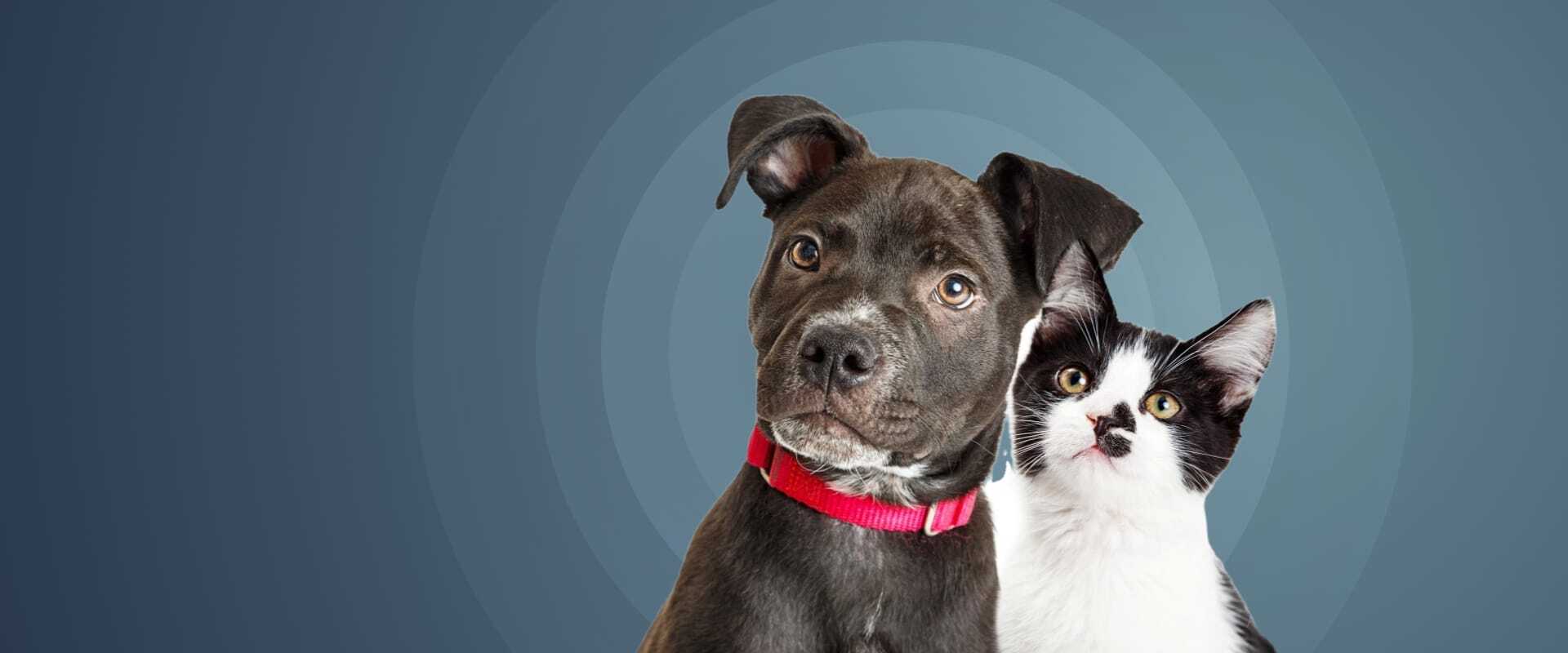 Petcare eCommerce Report